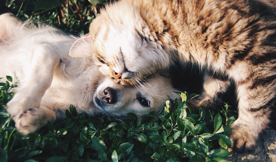 santé animaux de compagnie