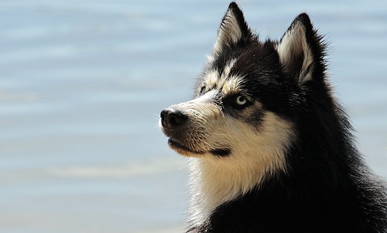 Comment prendre soin de votre chien pendant l’hiver?