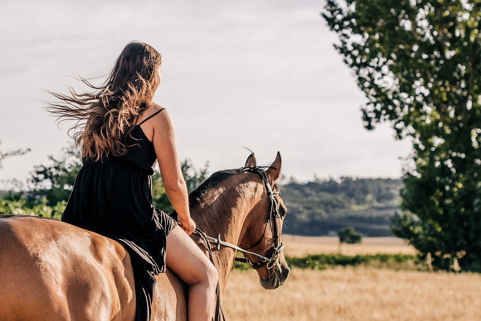 Les licols pour chevaux : à corde et plat